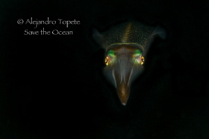 Squid front in Black, Veracruz Mexico by Alejandro Topete 